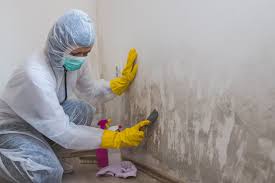 Reliable Stateburg, SC Mold Removal Solutions